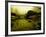 Water Plants Growing under Bridge-Jan Lakey-Framed Photographic Print