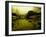 Water Plants Growing under Bridge-Jan Lakey-Framed Photographic Print