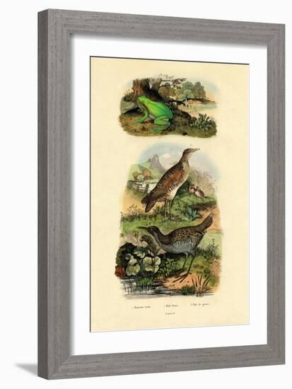 Water Rail, 1833-39-null-Framed Giclee Print