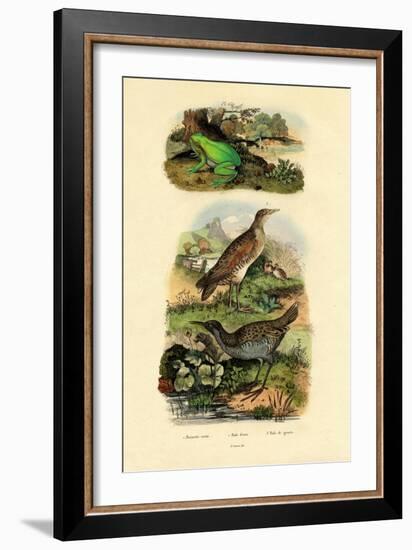 Water Rail, 1833-39-null-Framed Giclee Print