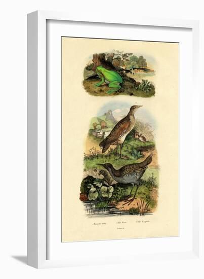 Water Rail, 1833-39-null-Framed Giclee Print