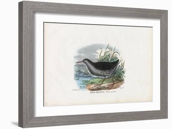 Water Rail, 1863-79-Raimundo Petraroja-Framed Giclee Print