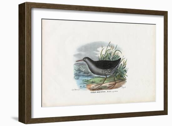 Water Rail, 1863-79-Raimundo Petraroja-Framed Giclee Print