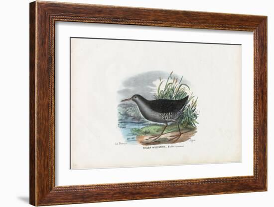 Water Rail, 1863-79-Raimundo Petraroja-Framed Giclee Print