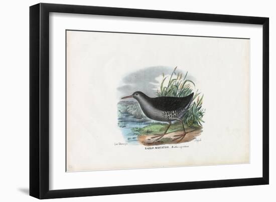 Water Rail, 1863-79-Raimundo Petraroja-Framed Giclee Print