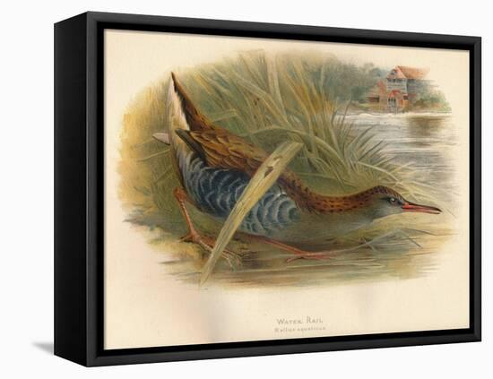 Water Rail (Rallus aquaticus), 1900, (1900)-Charles Whymper-Framed Premier Image Canvas