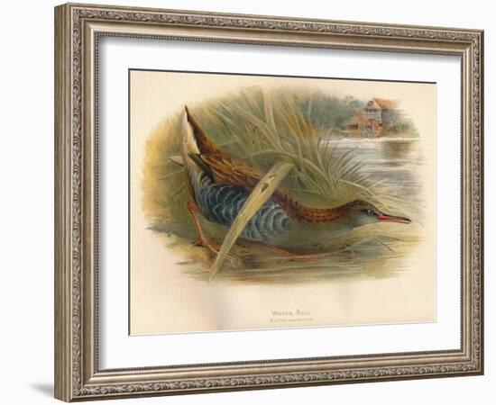 Water Rail (Rallus aquaticus), 1900, (1900)-Charles Whymper-Framed Giclee Print