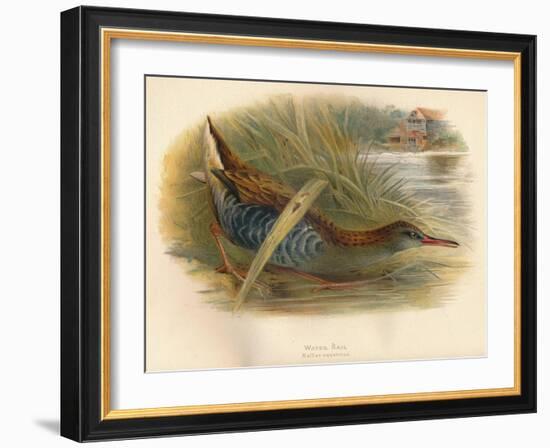 Water Rail (Rallus aquaticus), 1900, (1900)-Charles Whymper-Framed Giclee Print