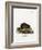 Water Rat-null-Framed Giclee Print