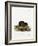 Water Rat-null-Framed Giclee Print