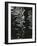 Water, Reflections, 1971-Brett Weston-Framed Photographic Print