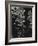 Water, Reflections, 1971-Brett Weston-Framed Premium Photographic Print