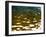 Water Reflections-Savanah Plank-Framed Photo