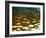 Water Reflections-Savanah Plank-Framed Photo