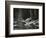 Water, Rock, Tree Reflection, High Sierra, c. 1970-Brett Weston-Framed Photographic Print