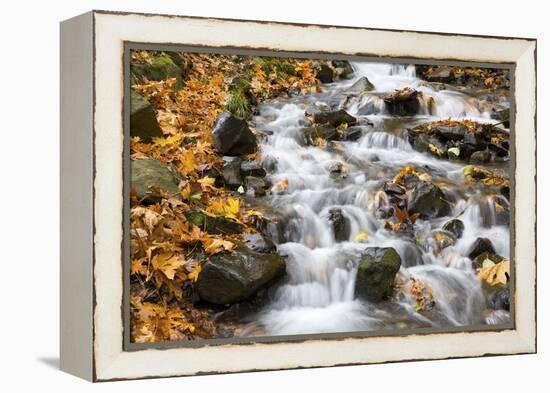 Water Running over Rocks in Wahkeena Creek-Craig Tuttle-Framed Premier Image Canvas