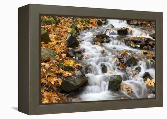 Water Running over Rocks in Wahkeena Creek-Craig Tuttle-Framed Premier Image Canvas