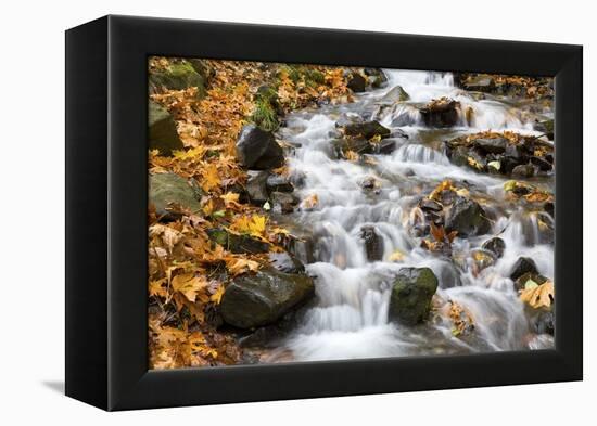 Water Running over Rocks in Wahkeena Creek-Craig Tuttle-Framed Premier Image Canvas