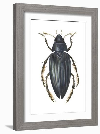 Water Scavenger Beetle (Hydrophilus Triangularis), Insects-Encyclopaedia Britannica-Framed Art Print