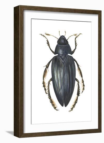 Water Scavenger Beetle (Hydrophilus Triangularis), Insects-Encyclopaedia Britannica-Framed Art Print