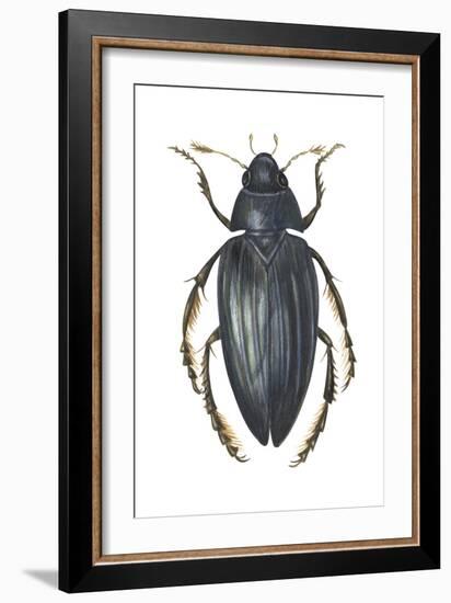 Water Scavenger Beetle (Hydrophilus Triangularis), Insects-Encyclopaedia Britannica-Framed Art Print