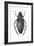 Water Scavenger Beetle (Hydrophilus Triangularis), Insects-Encyclopaedia Britannica-Framed Art Print