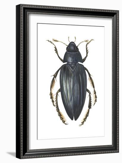 Water Scavenger Beetle (Hydrophilus Triangularis), Insects-Encyclopaedia Britannica-Framed Art Print