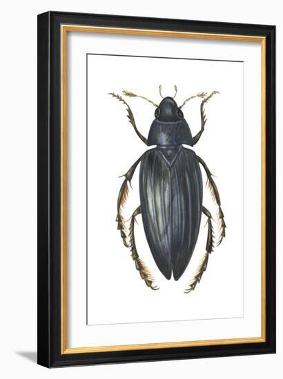 Water Scavenger Beetle (Hydrophilus Triangularis), Insects-Encyclopaedia Britannica-Framed Art Print