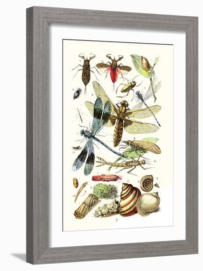 Water Scorpion, Water Boatman, Dragonfly-James Sowerby-Framed Art Print