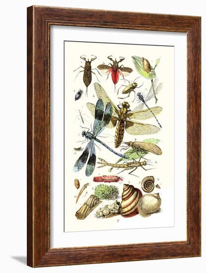 Water Scorpion, Water Boatman, Dragonfly-James Sowerby-Framed Art Print