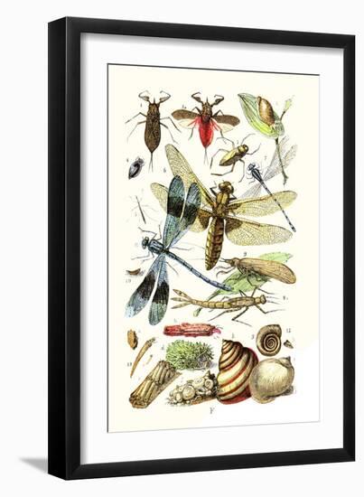 Water Scorpion, Water Boatman, Dragonfly-James Sowerby-Framed Art Print