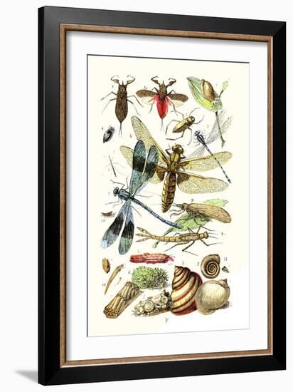 Water Scorpion, Water Boatman, Dragonfly-James Sowerby-Framed Art Print