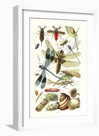 Water Scorpion, Water Boatman, Dragonfly-James Sowerby-Framed Art Print