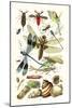 Water Scorpion, Water Boatman, Dragonfly-James Sowerby-Mounted Art Print