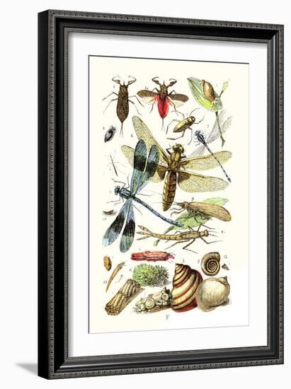 Water Scorpion, Water Boatman, Dragonfly-James Sowerby-Framed Art Print