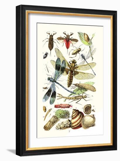 Water Scorpion, Water Boatman, Dragonfly-James Sowerby-Framed Art Print