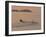 Water Skier, Dinard Bay, Cote d'Emeraude (Emerald Coast), Cotes d'Armor, Brittany, France-David Hughes-Framed Photographic Print