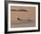 Water Skier, Dinard Bay, Cote d'Emeraude (Emerald Coast), Cotes d'Armor, Brittany, France-David Hughes-Framed Photographic Print