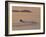 Water Skier, Dinard Bay, Cote d'Emeraude (Emerald Coast), Cotes d'Armor, Brittany, France-David Hughes-Framed Photographic Print