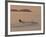 Water Skier, Dinard Bay, Cote d'Emeraude (Emerald Coast), Cotes d'Armor, Brittany, France-David Hughes-Framed Photographic Print