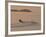 Water Skier, Dinard Bay, Cote d'Emeraude (Emerald Coast), Cotes d'Armor, Brittany, France-David Hughes-Framed Photographic Print