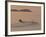 Water Skier, Dinard Bay, Cote d'Emeraude (Emerald Coast), Cotes d'Armor, Brittany, France-David Hughes-Framed Photographic Print