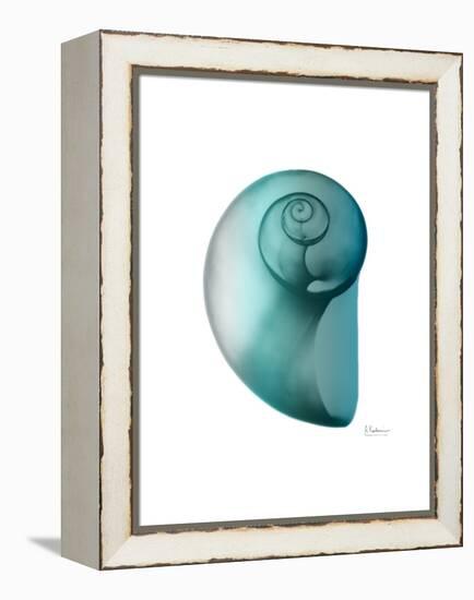 Water Snail 2-Albert Koetsier-Framed Stretched Canvas