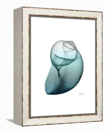 Water Snail 3-Albert Koetsier-Framed Stretched Canvas