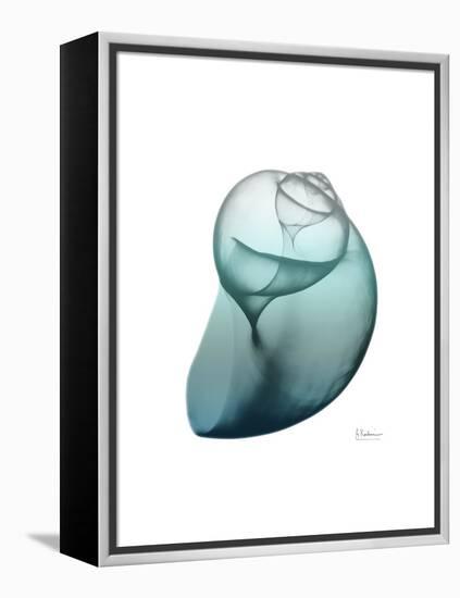 Water Snail 3-Albert Koetsier-Framed Stretched Canvas