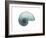 Water Snail 4-Albert Koetsier-Framed Art Print