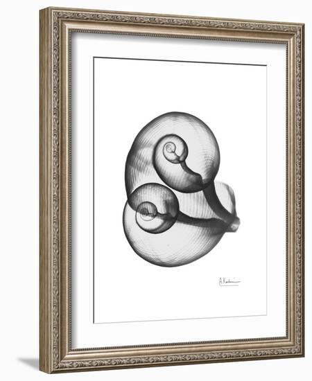 Water Snail Shell Gray-Albert Koetsier-Framed Art Print