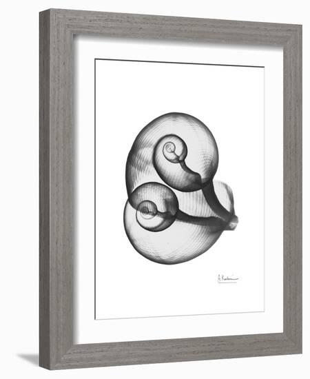 Water Snail Shell Gray-Albert Koetsier-Framed Art Print