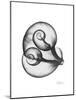 Water Snail Shell Gray-Albert Koetsier-Mounted Art Print