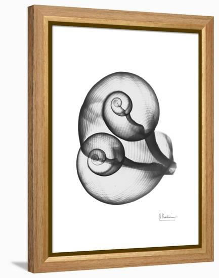 Water Snail Shell Gray-Albert Koetsier-Framed Stretched Canvas